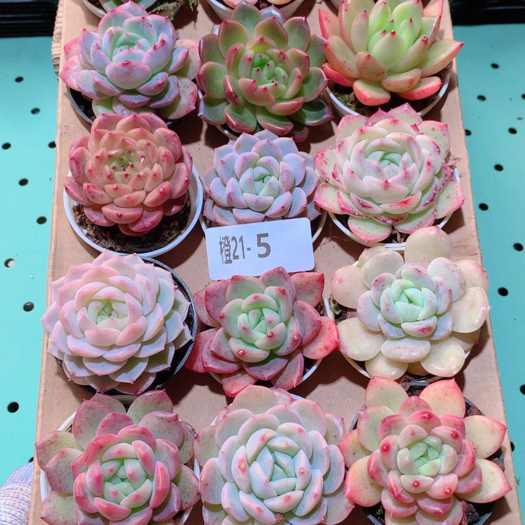 21-5一物一拍多肉带盆18颗