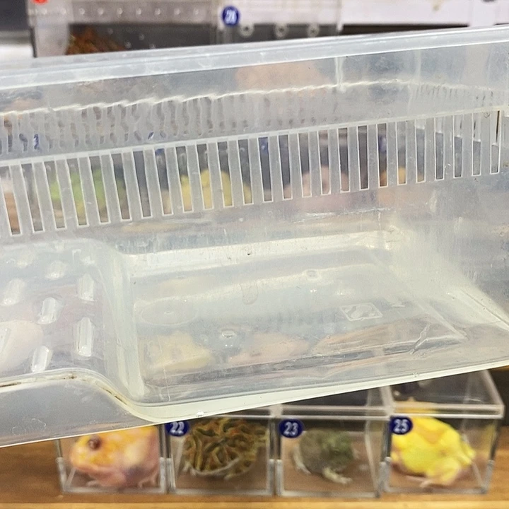 各***只角蛙饲养盒一个盒子
