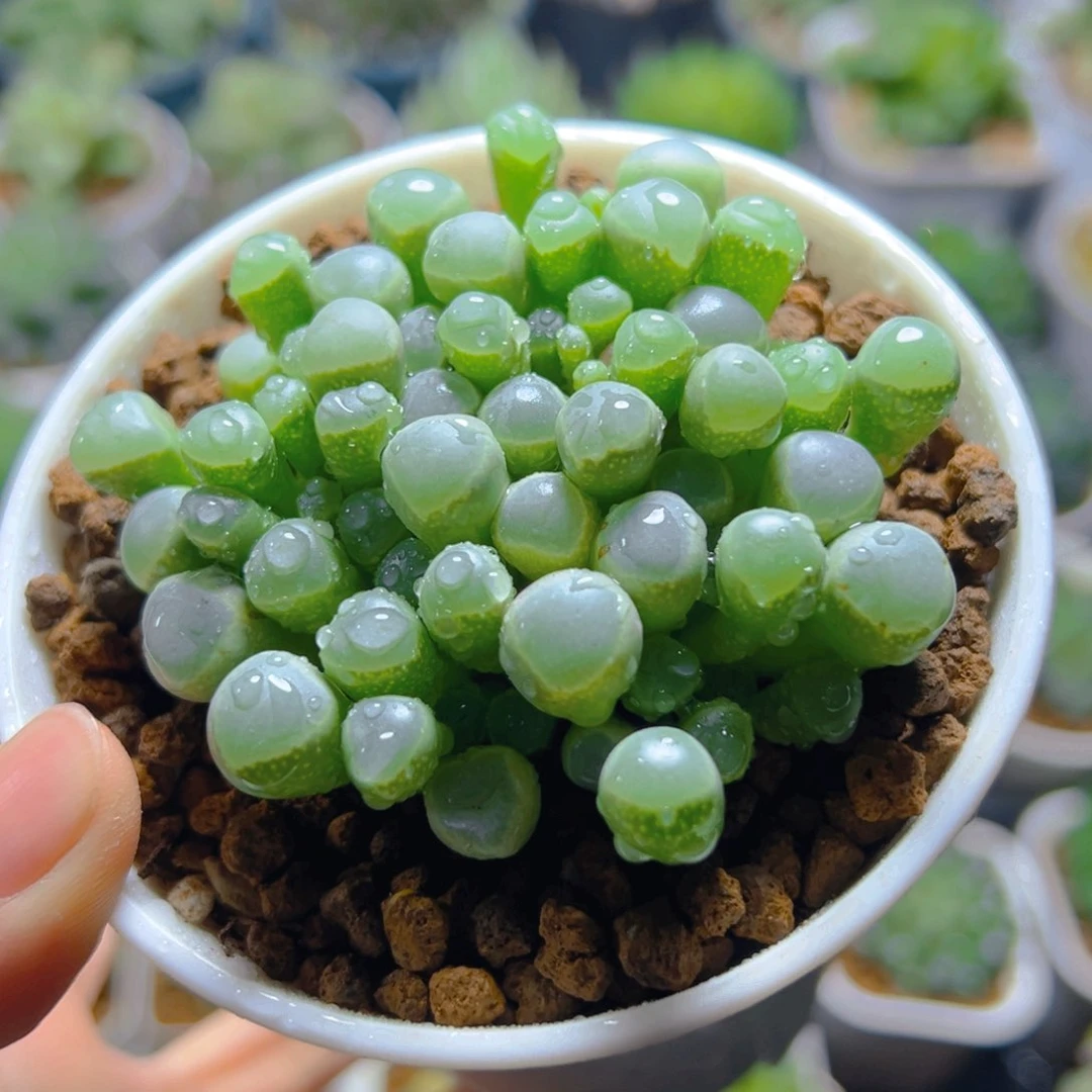 五十玲玉玉露多肉多肉