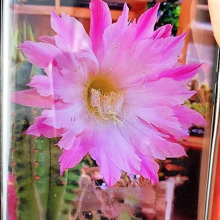 毛 国王 /侧芽歪20包邮/5公分左右