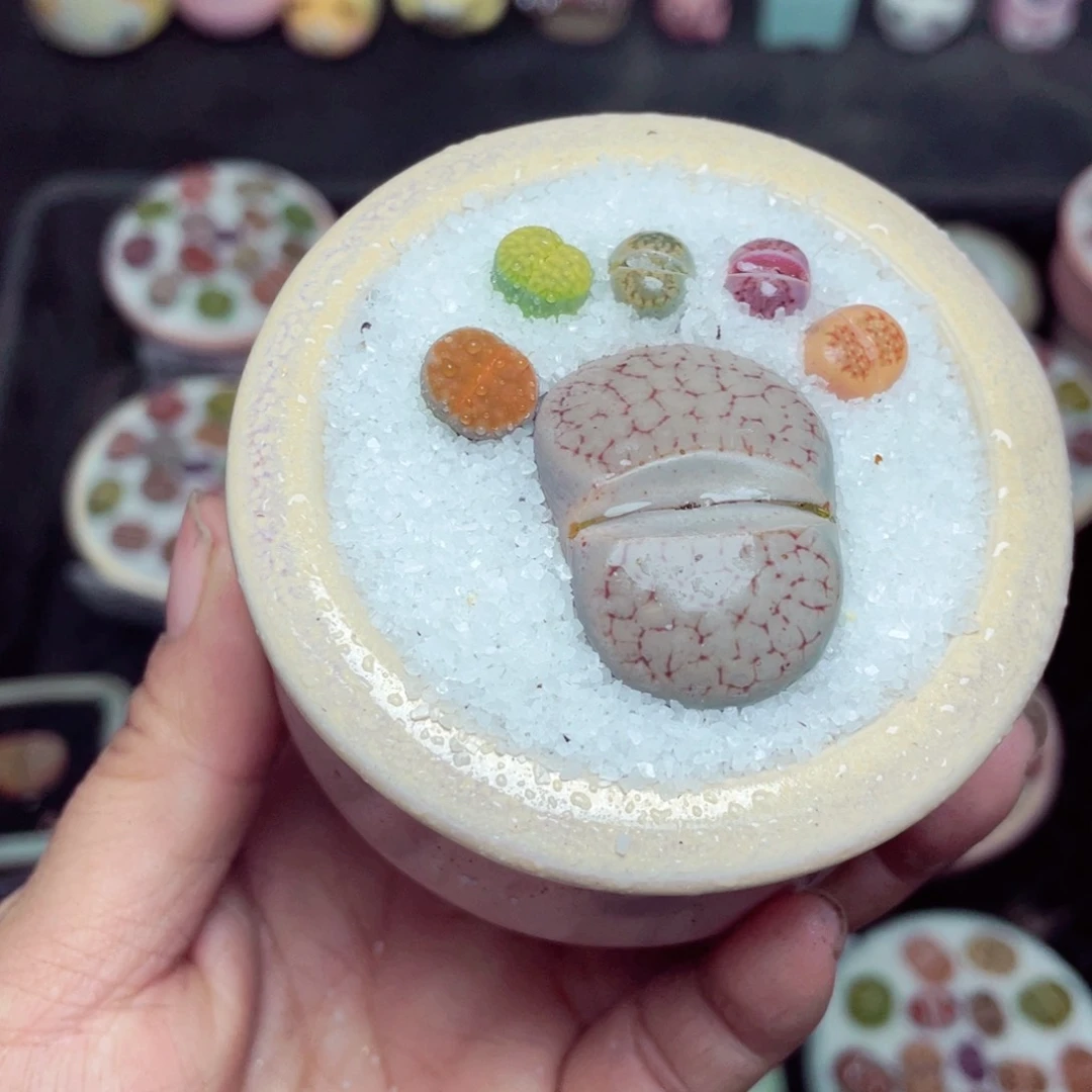 晨****w8870 带盆土发货-零下地区拍保温箱