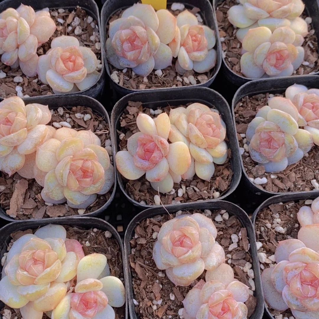 1205-57-精品糖心白兰地双头一个