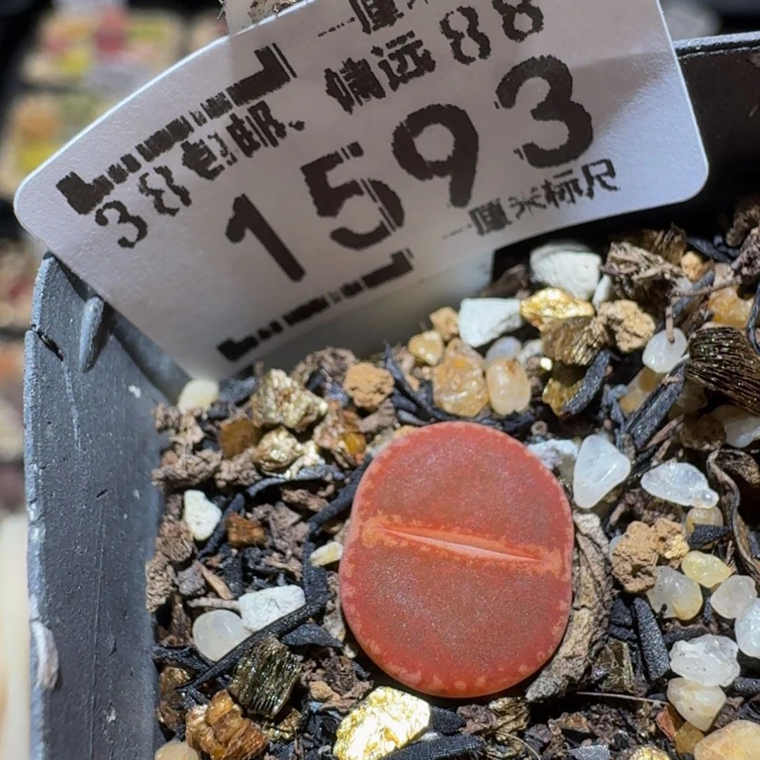 Ssss精品生石花1593