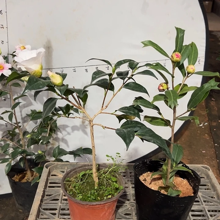 大部分花苞少量开放，绞初岚，花芙蓉
