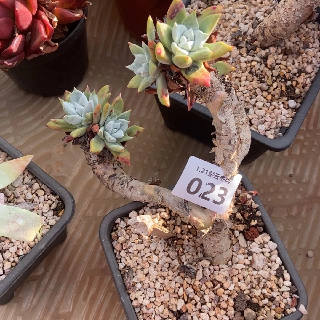 023多肉植物啦啦啦