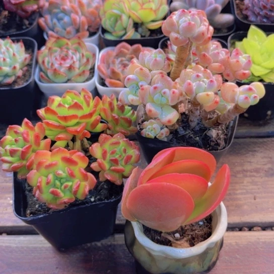 罗琦 红灯笼 唐印