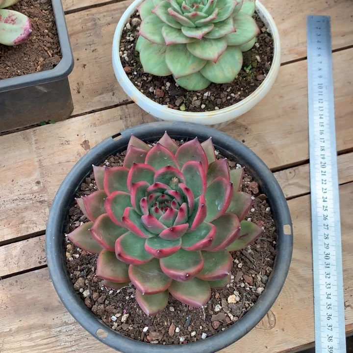 美肉特价活动开始啦