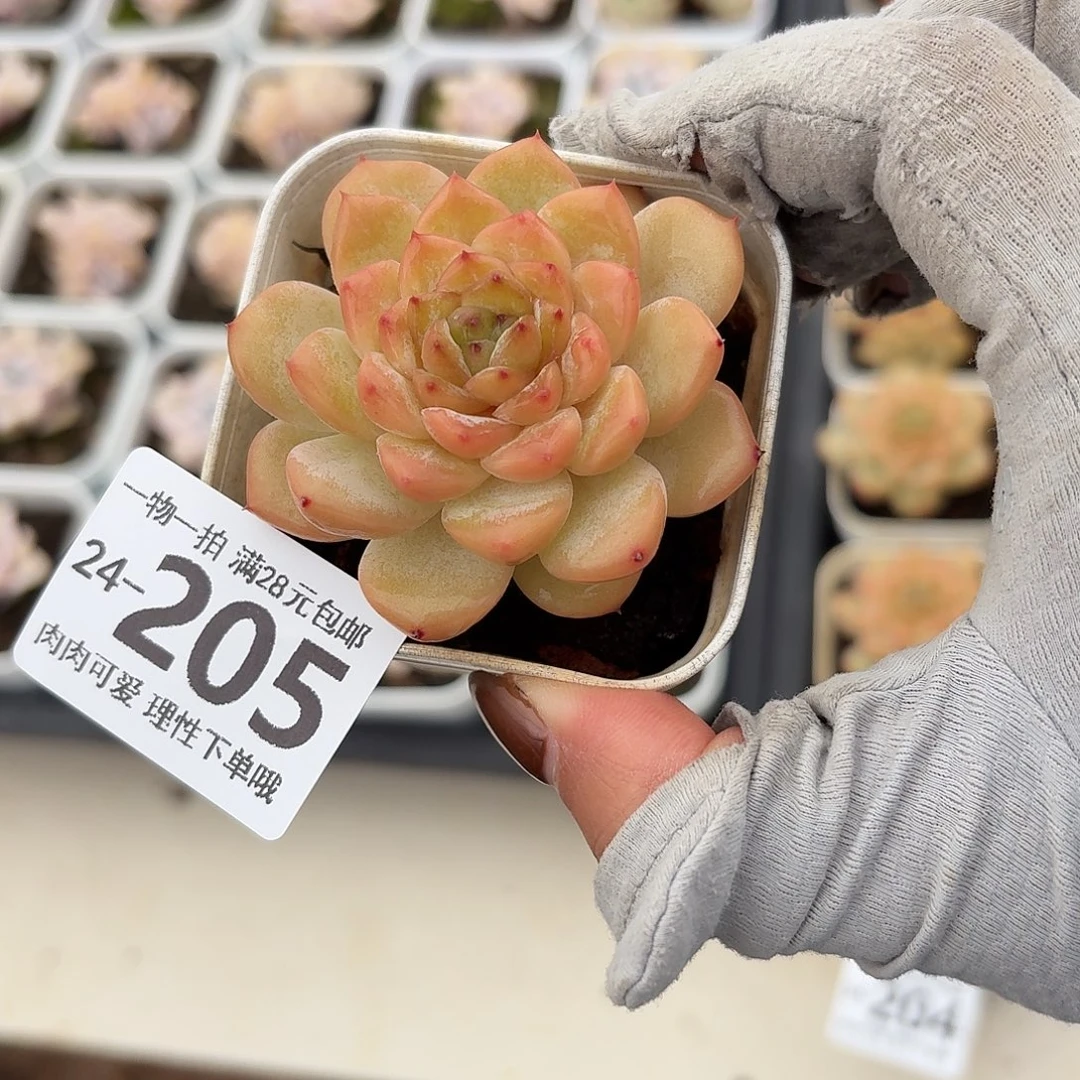 冰魄无盆土发货无