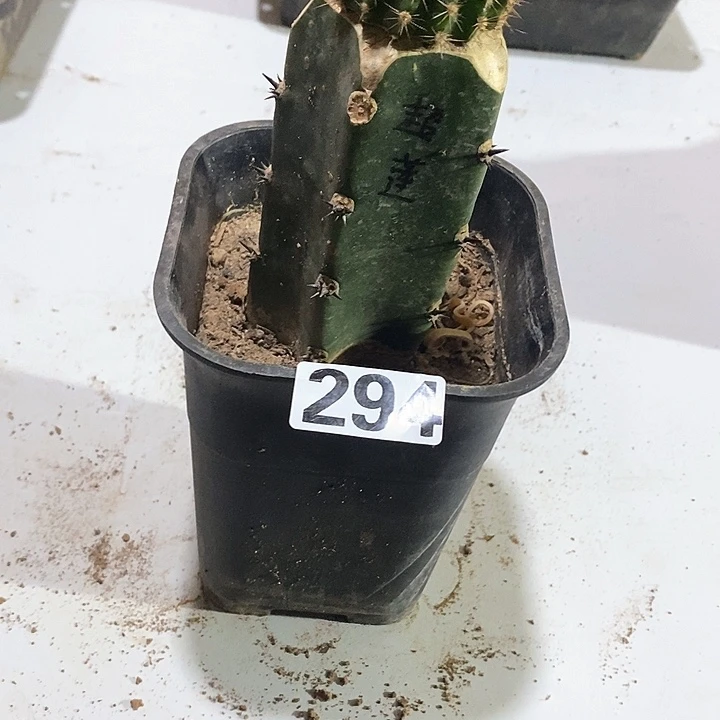 294嫁接超级莲花彩草