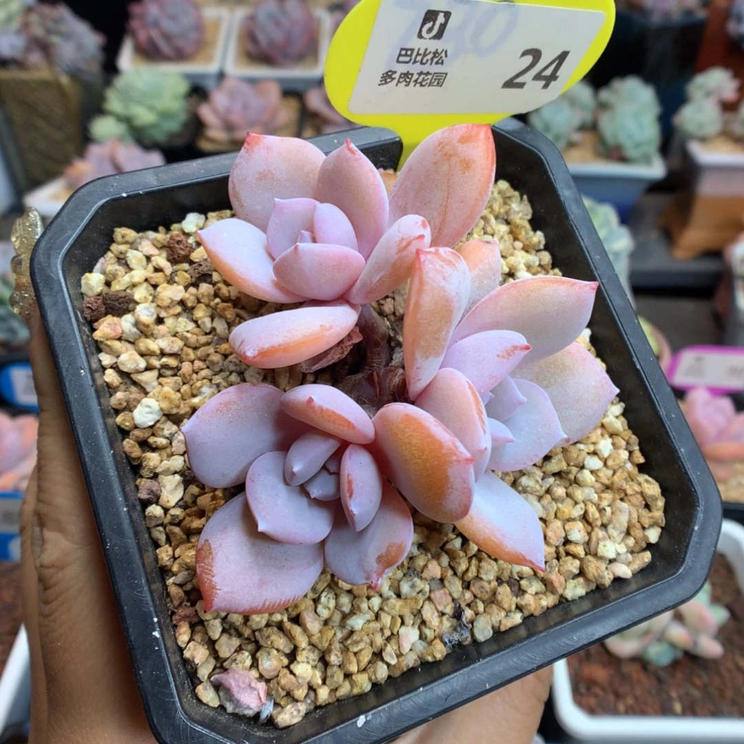 24三头奶茶多肉植物