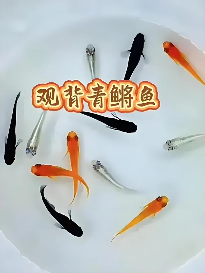 观背青鳉冷水鱼锦鲤金鱼淡水鱼不打氧好养热带观赏鱼