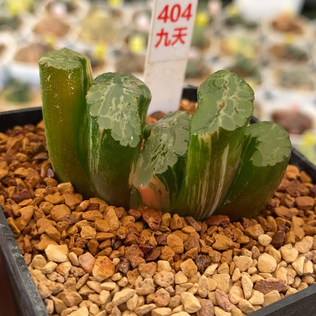 404号北斋玉扇锦多肉