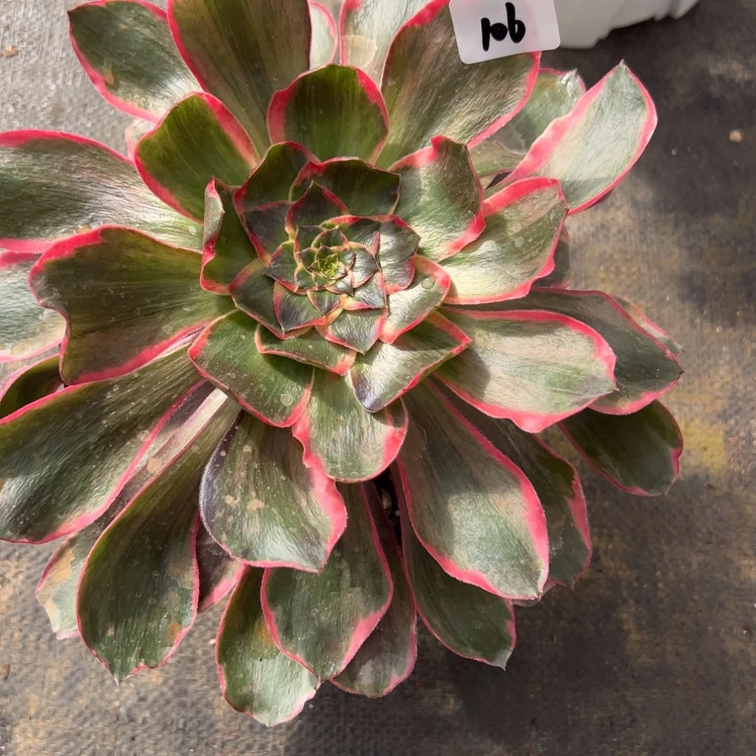 106恶魔之眼多肉椅子