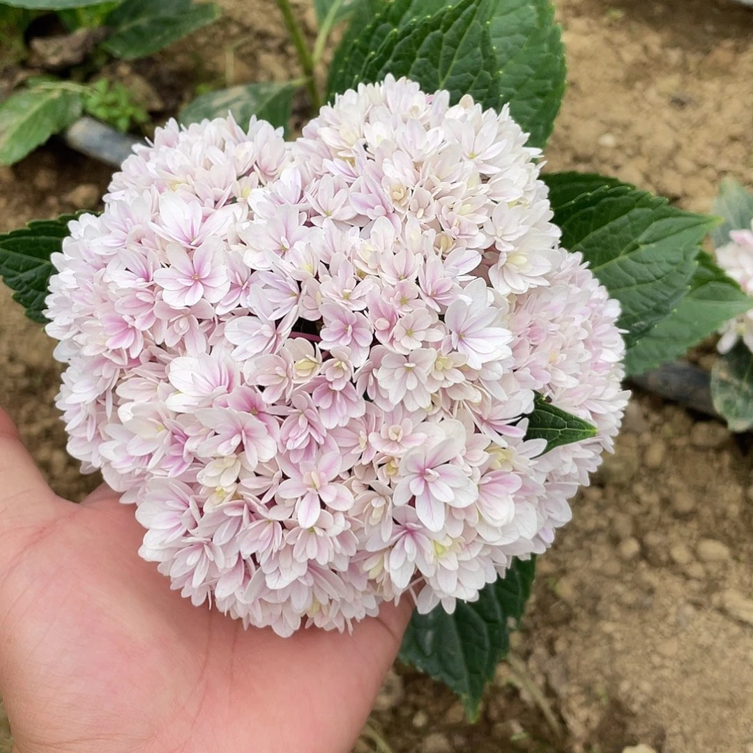 绣球切花一物一拍3枝包邮，172