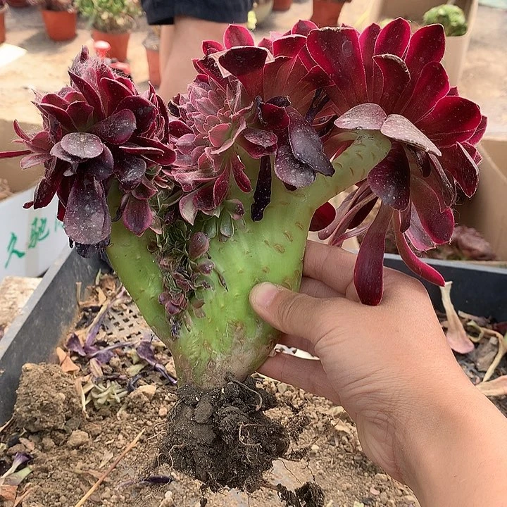 鑫***锅650美杜莎多肉植物