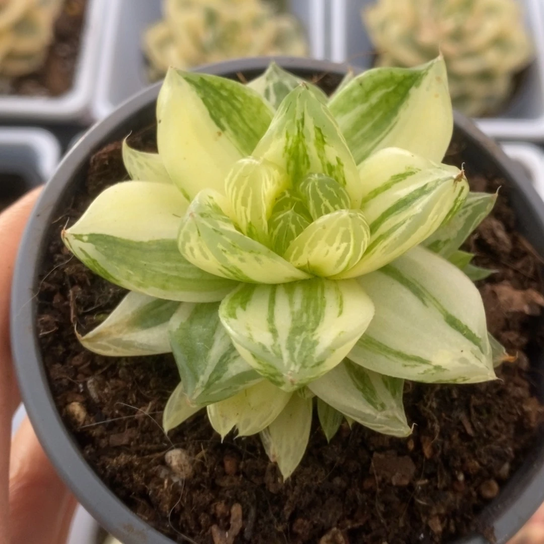 027金之华锦锦锦锦锦锦