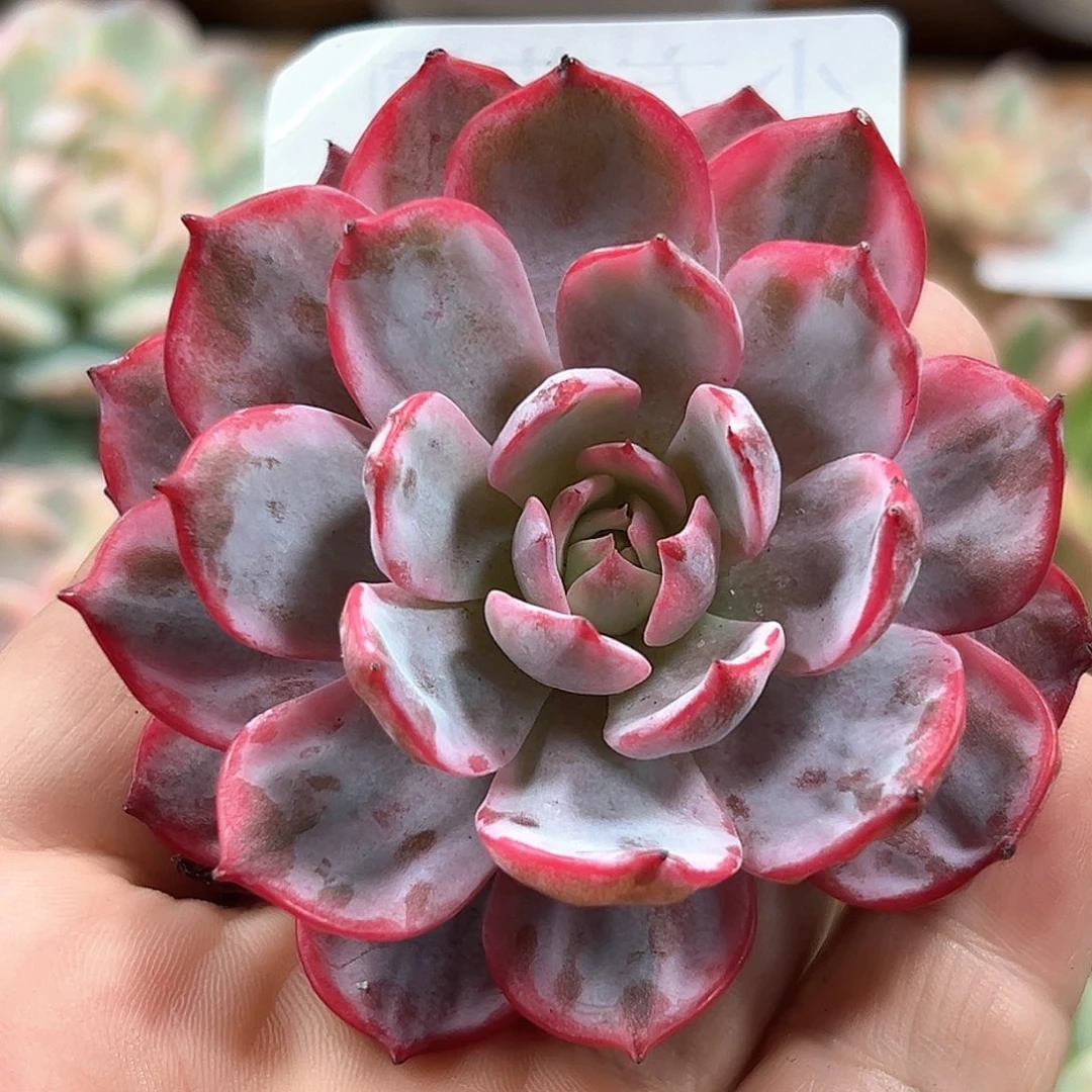 劳伦斯锦 小方花圃一单包邮