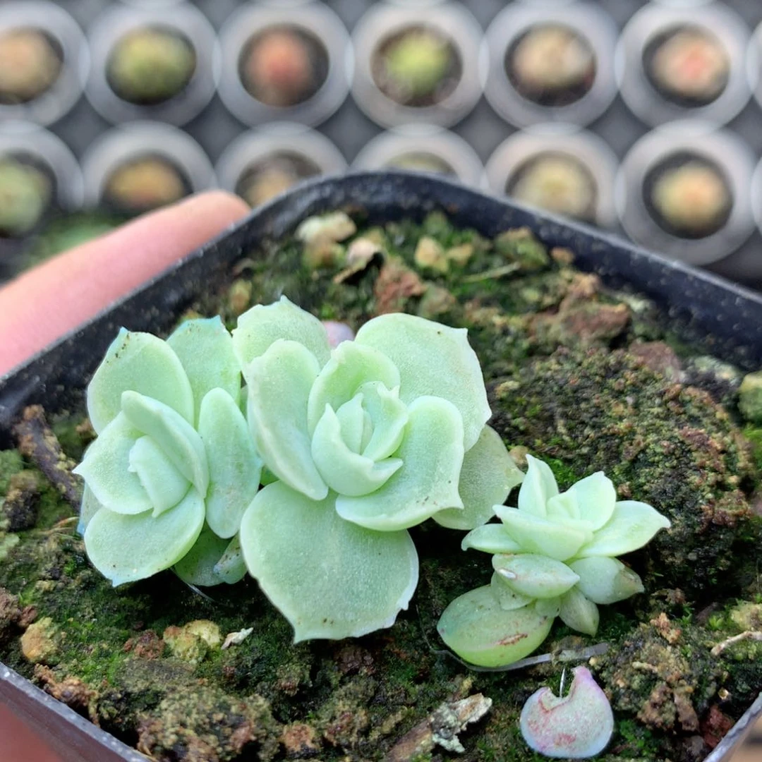 无花朵Z35水晶虾饺，20包邮两天凑单偏远地区不发货