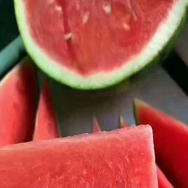 麒麟西瓜5-6斤云南省