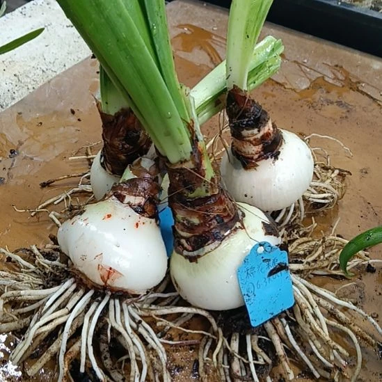 无花朵棉花糖2个6+，2个5+