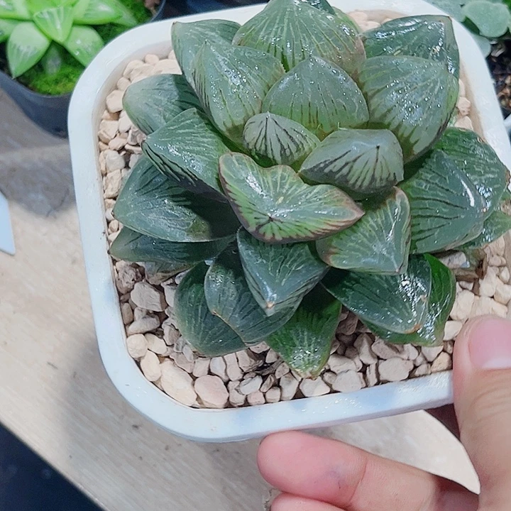 母本玉潭寿新手好养
