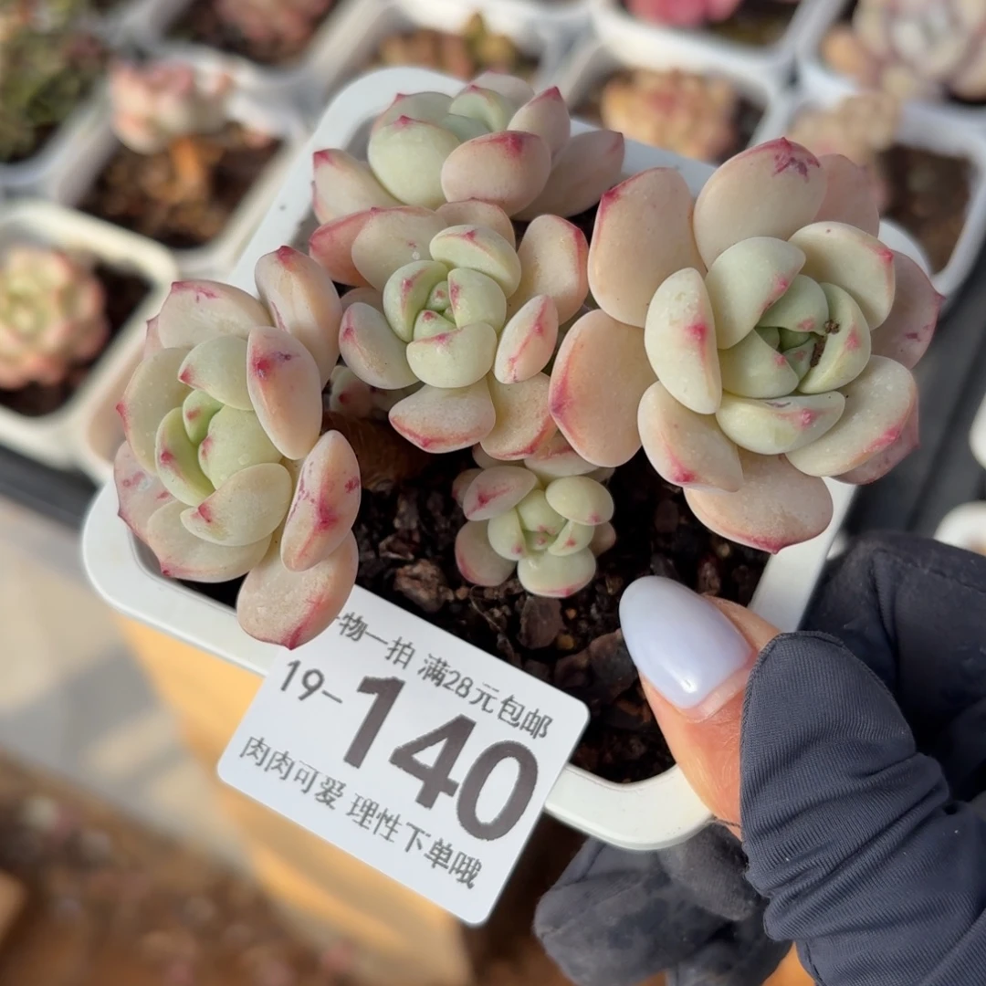 白底香草无盆土发货