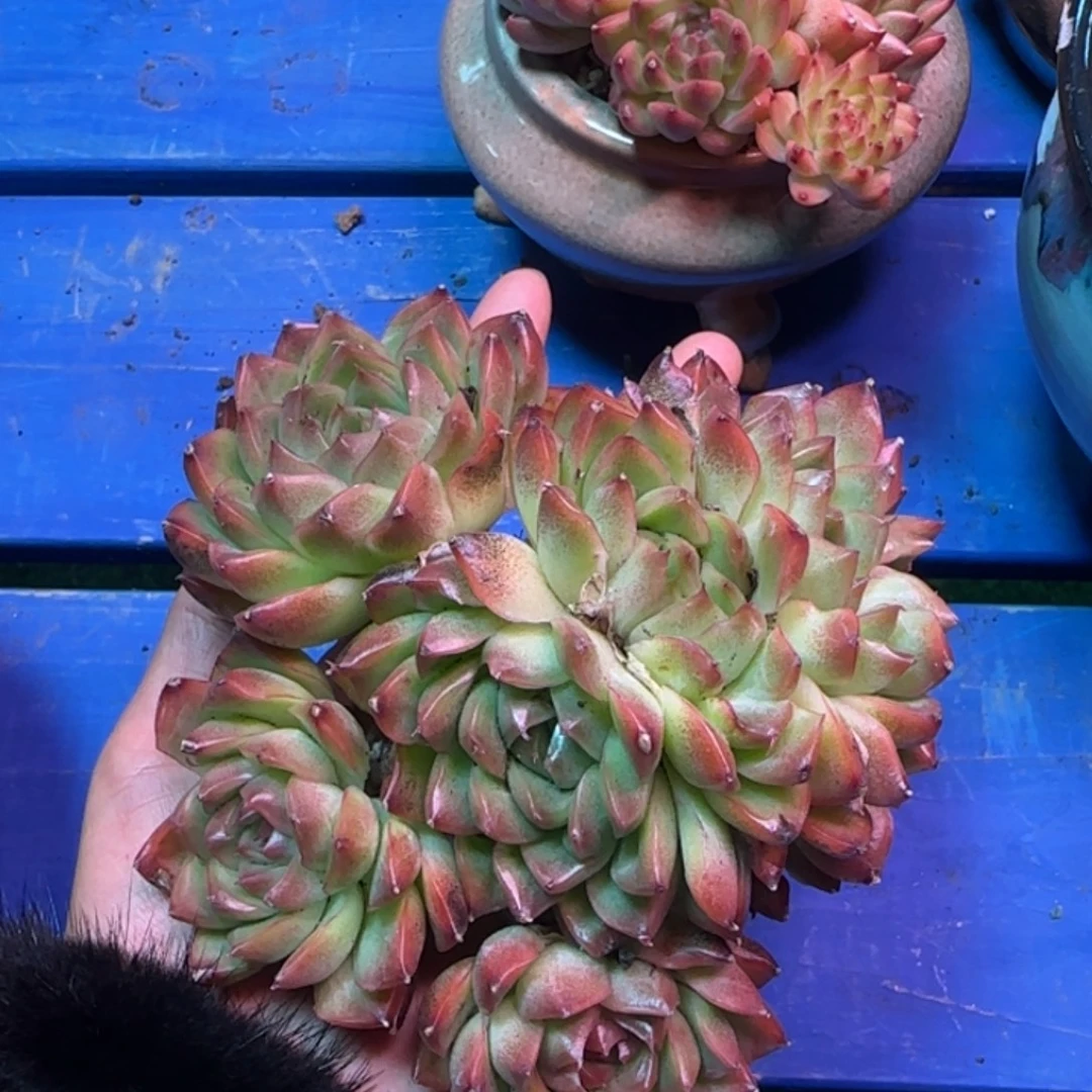 哥哥健康快钱钱钱啊啊16