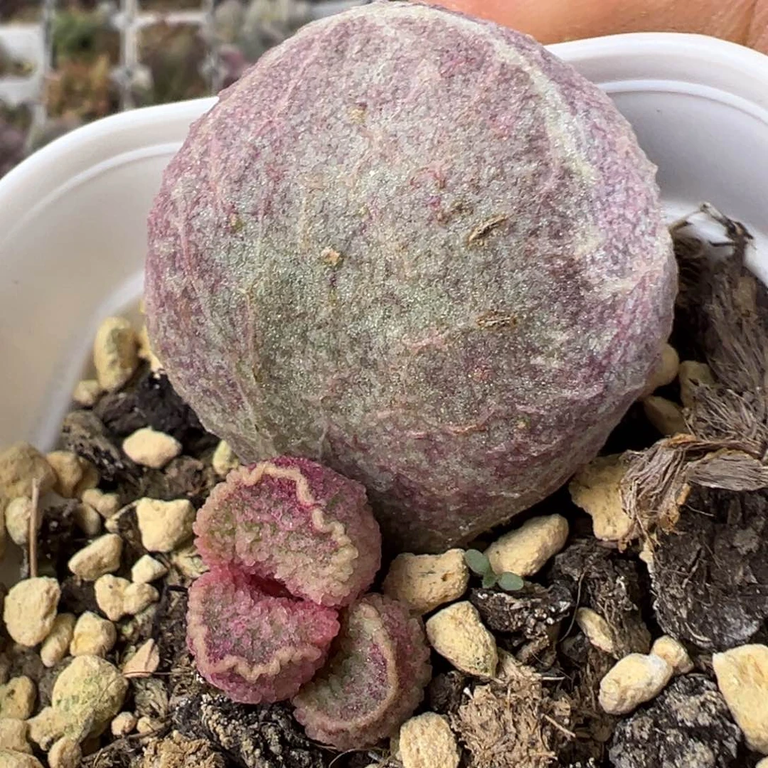 有疤特价胖猪肝多肉植物水泡