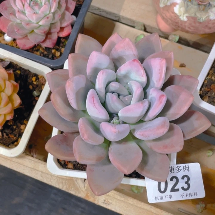 番****?谢谢你的支持000000023