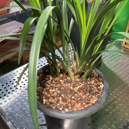 完全开放大雪素8苗包邮