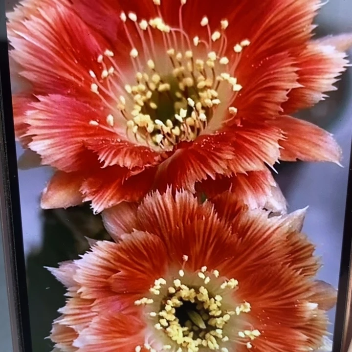 香香羽毛丽花侧芽2.5公分左右