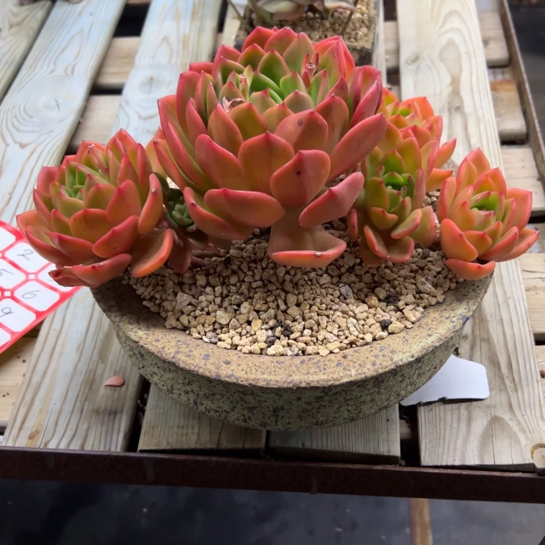 翠花杂48 零零多肉植物