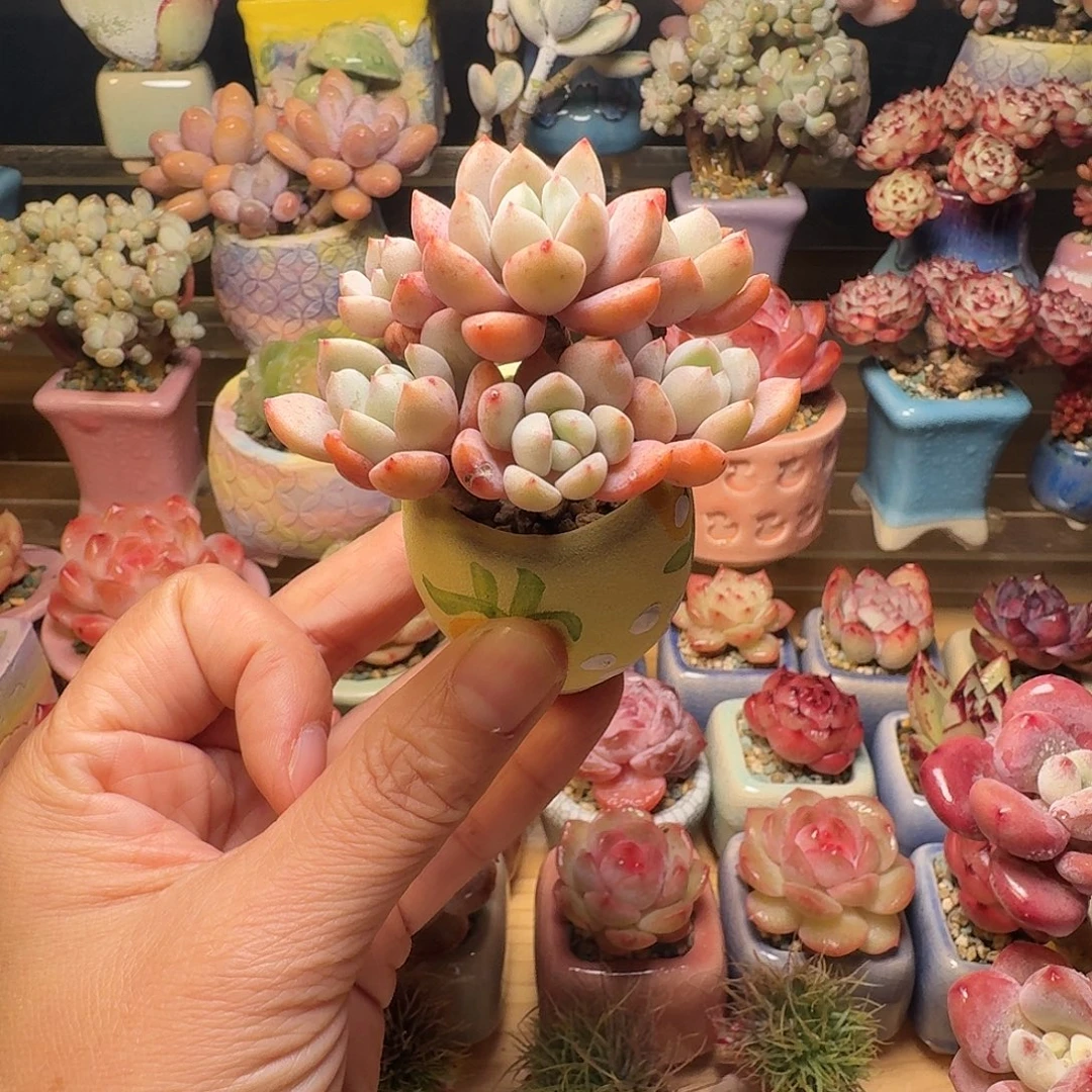 千本樱 多肉含盆土 一物一拍