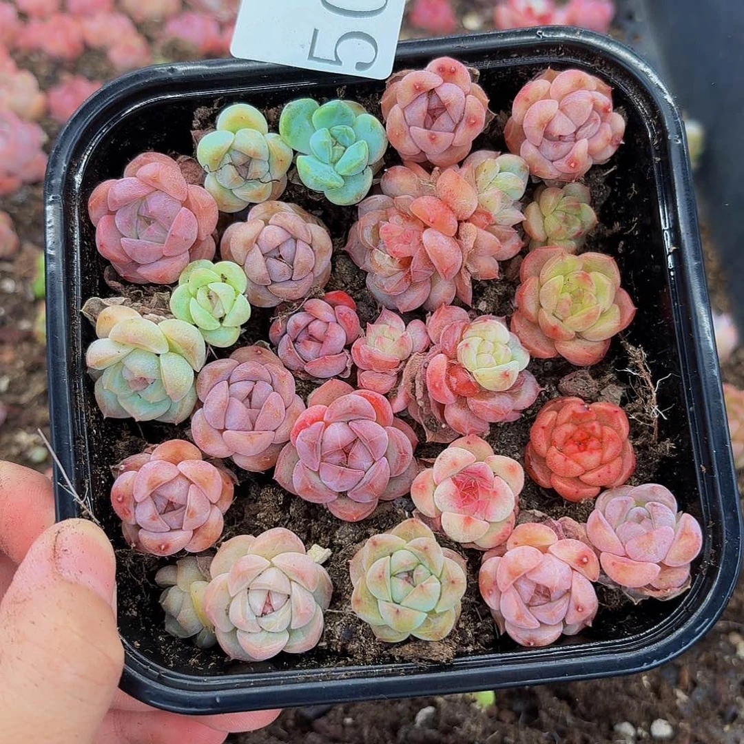 多肉植物多肉植物508