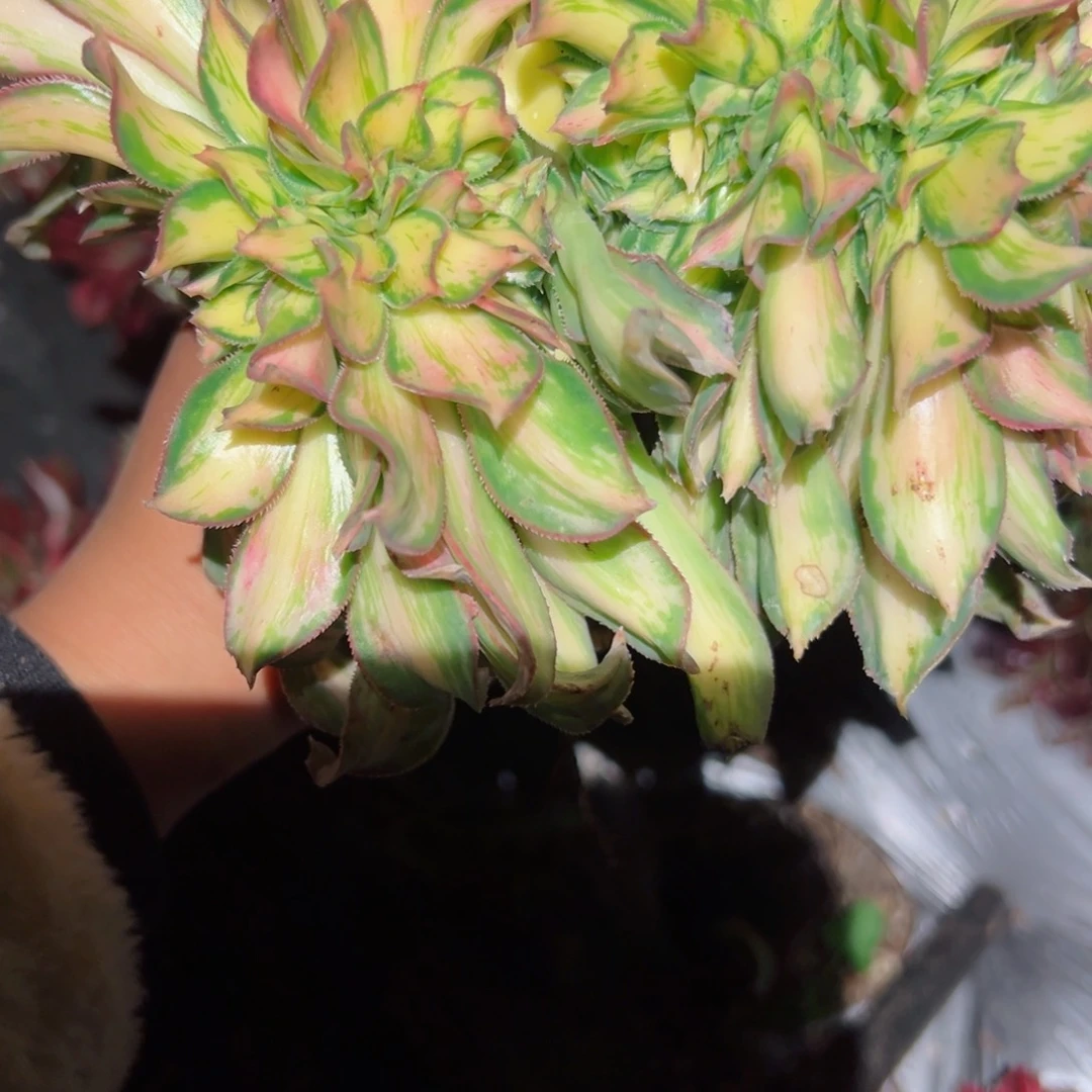 903 号多肉植物法师新年福利0