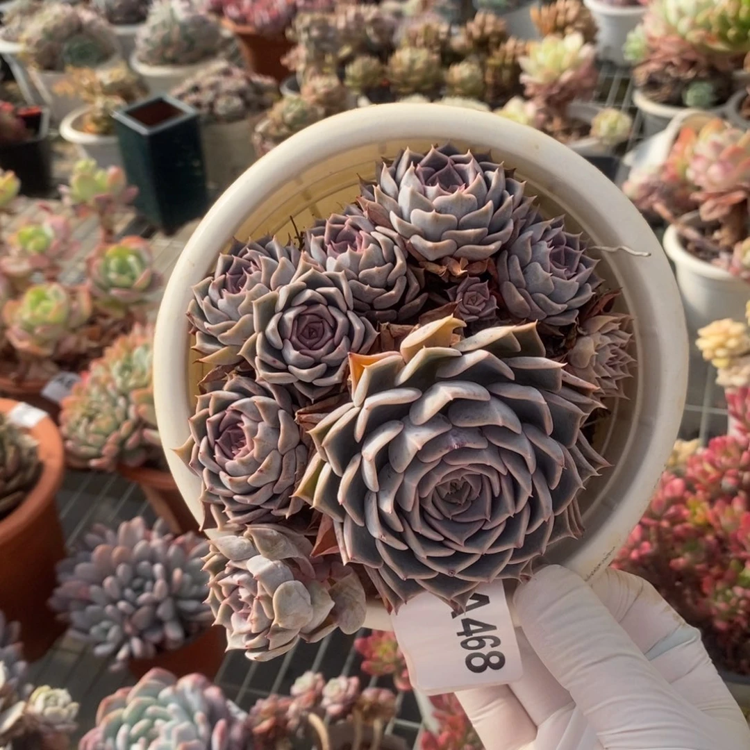 468欧版海琳娜一物一拍