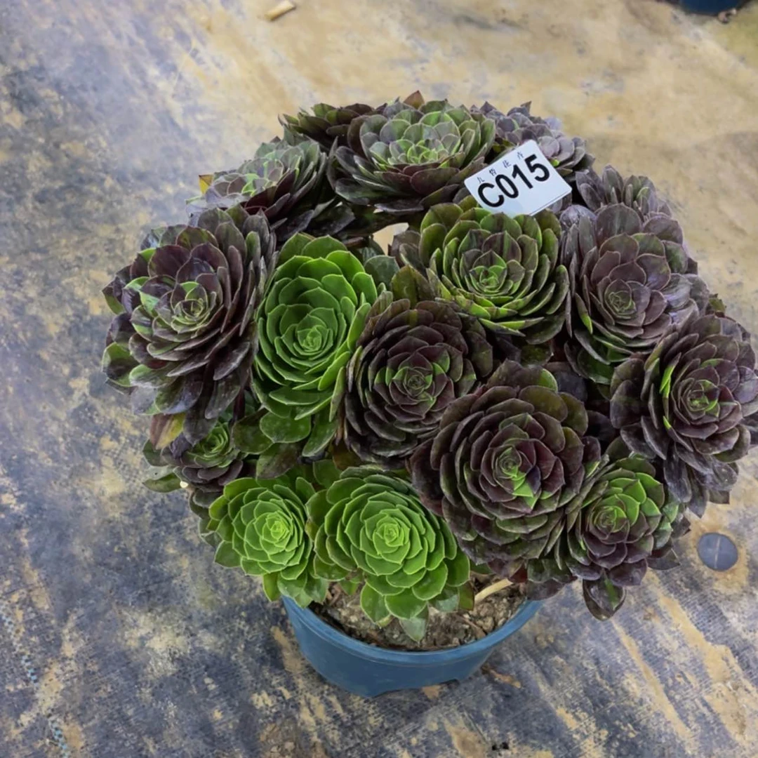 【闪购商品】015花月夜