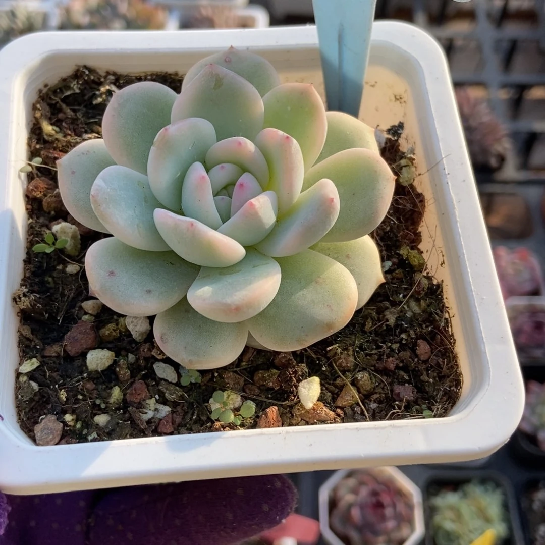 2150梦露锦多肉植物了