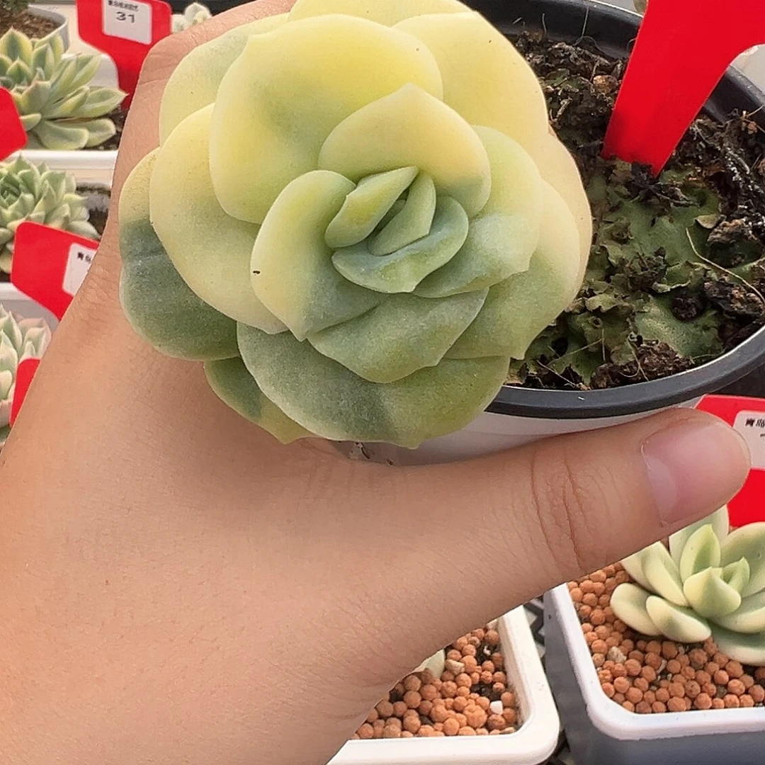 21号可爱玫瑰锦多肉植物