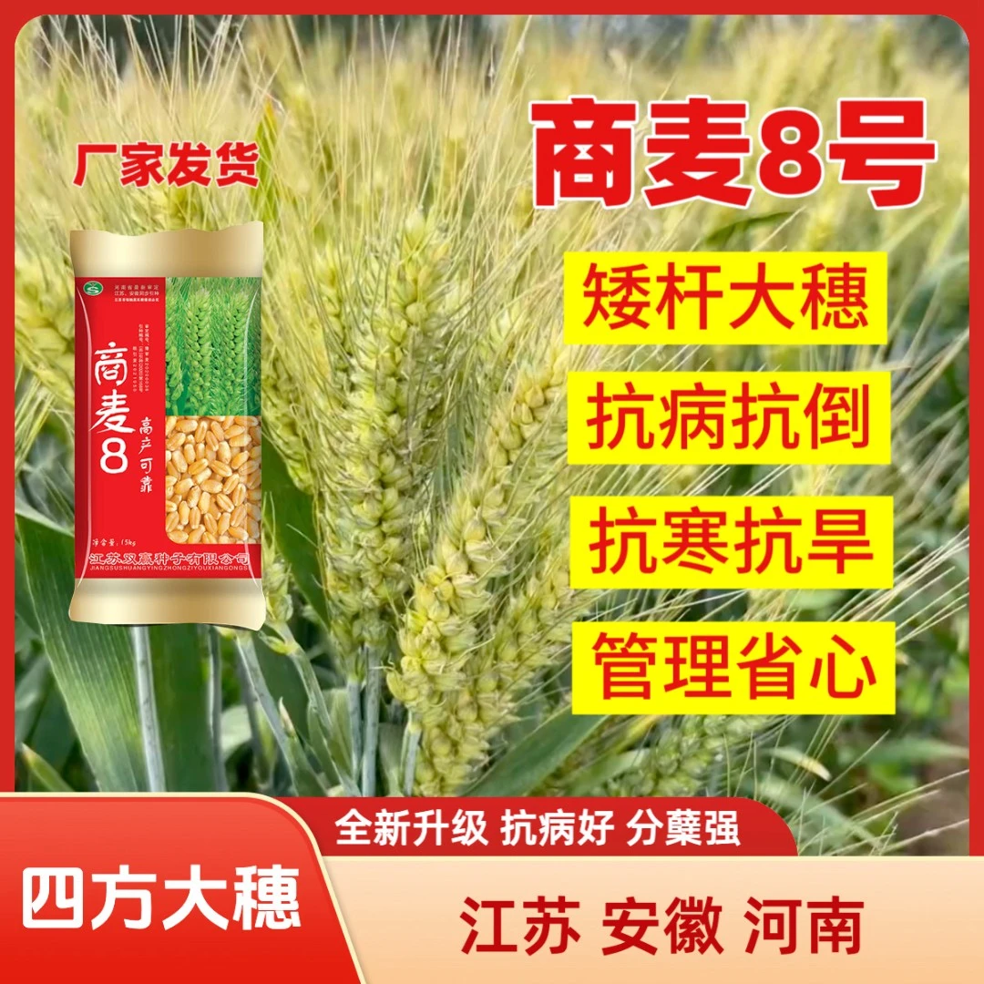 河南地区专用【白麦】商麦8号小麦种大粒矮杆大穗分蘖强抗病抗倒