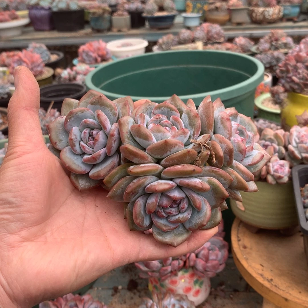 无花朵花花花花花花花花6