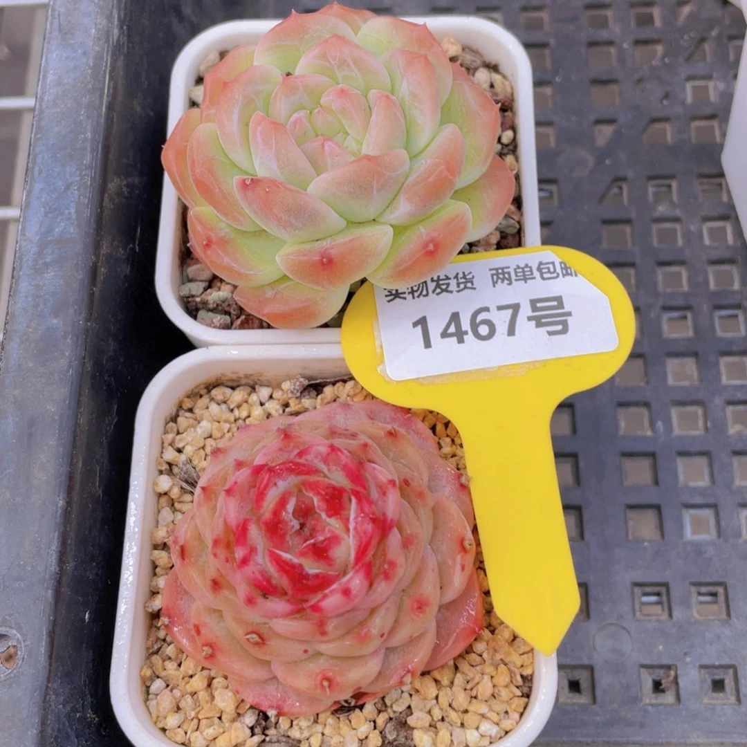 1467号 孤品美肉两个