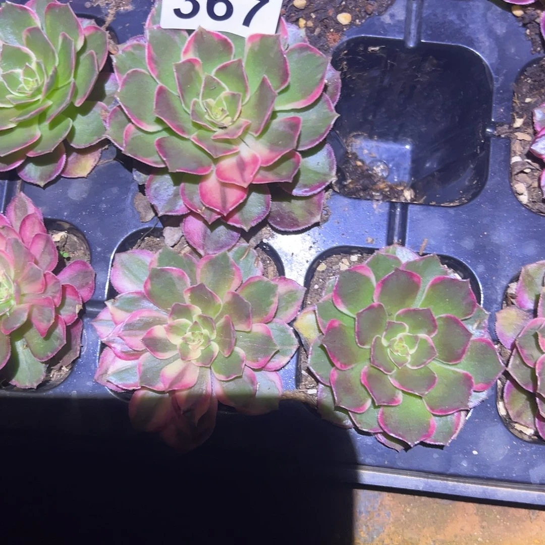 程***雪精品多肉植物367黑墨锦3个