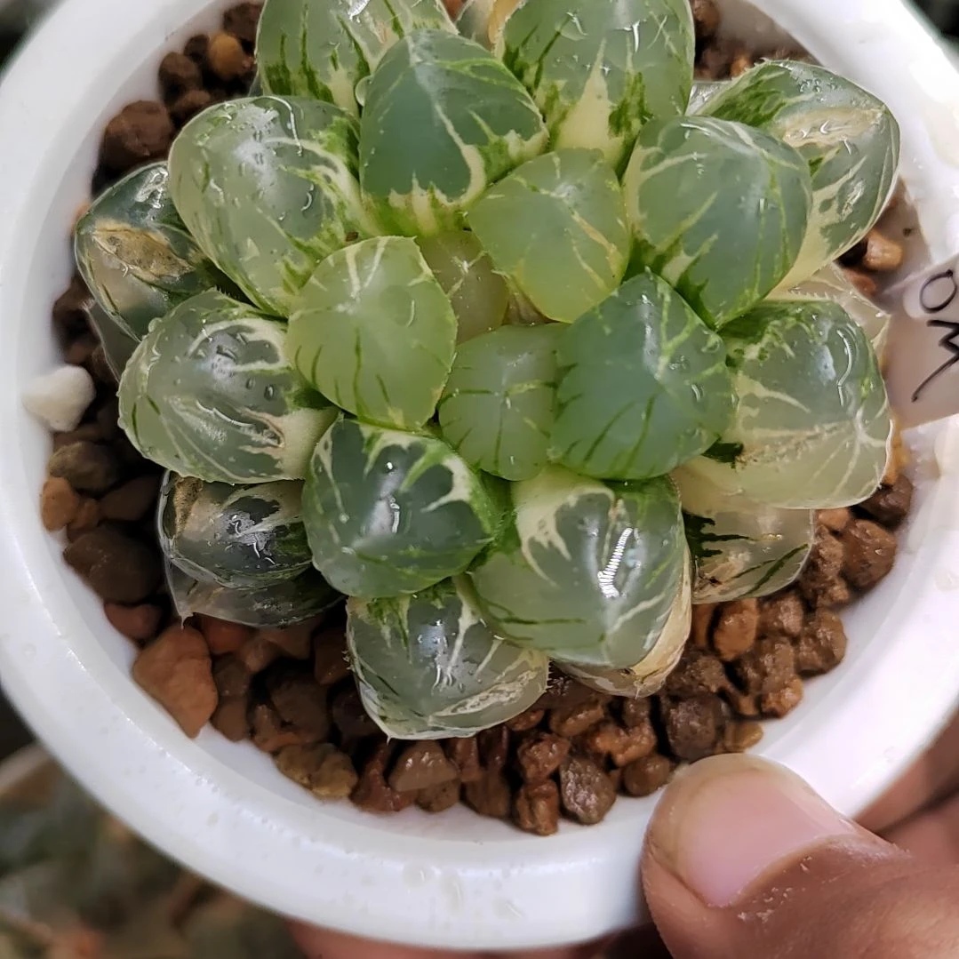 047号大窗 6.5厘米左右一物一拍带盆