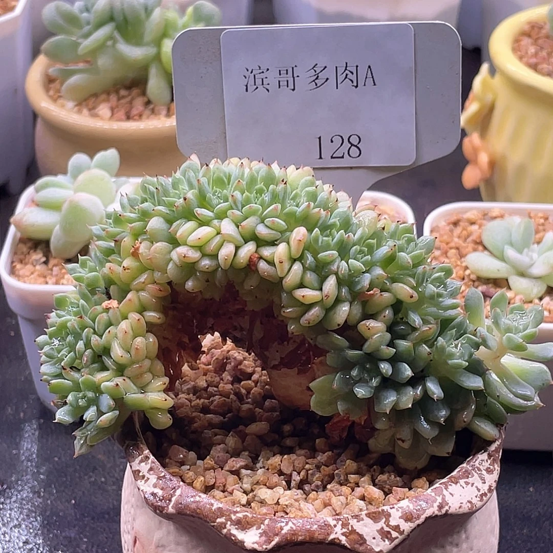 滨哥多肉A128白胖子缀化带板子
