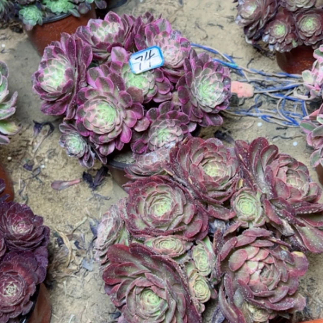 【闪购商品】多**子多肉植物两个74