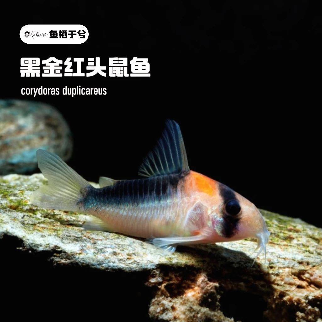 鱼栖于兮 人工鼠鱼黑金红头路易莎帝王黑影萨瑞塔鼠鱼热带鱼