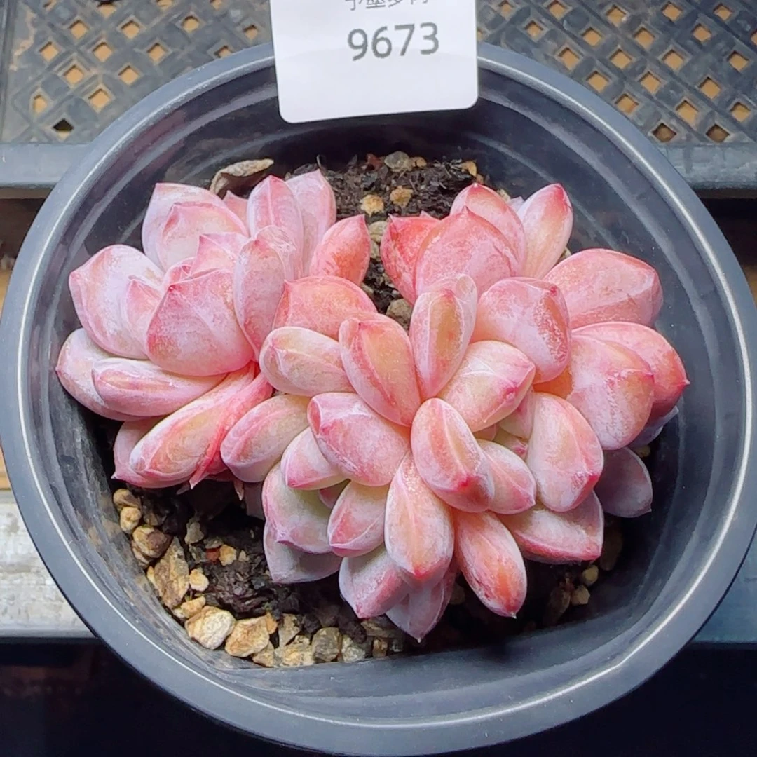 星影四头群，9673多肉植物