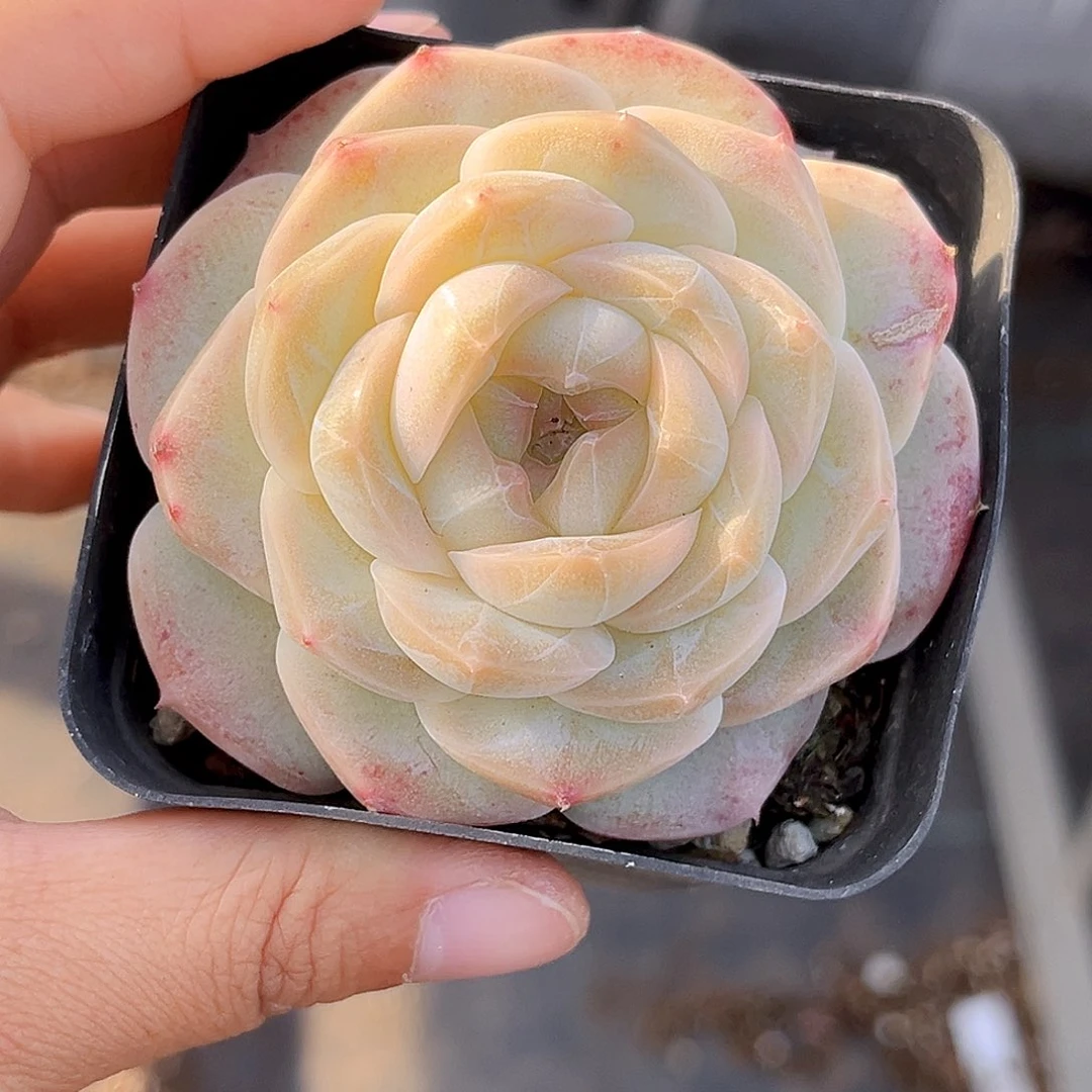 谶***花595 庄周珍妮 18包邮