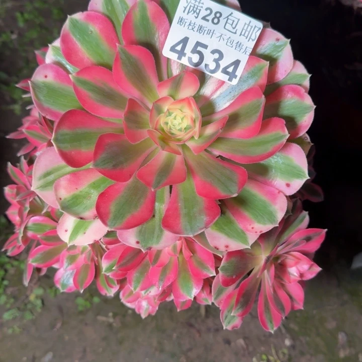 4534女巫多肉植物